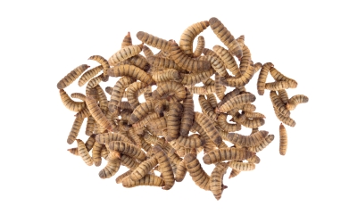Dried Black Soldier Fly Larvae Meal