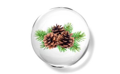 Cedarwood Himalayan Essential Oil