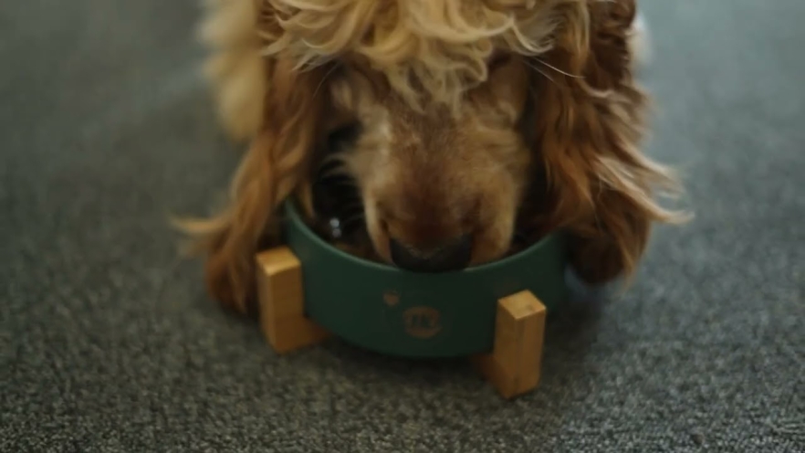 Video NATURE'S PROTECTION SUPERIOR CARE Red Coat complementary feed - soup for adult dogs of all breeds with salmon and tuna 140 ml - 1