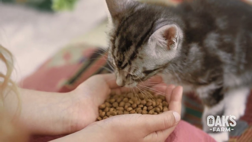 Video OAK'S FARM dry grain free food for adult dogs of all breeds with white fish 2kg - 1